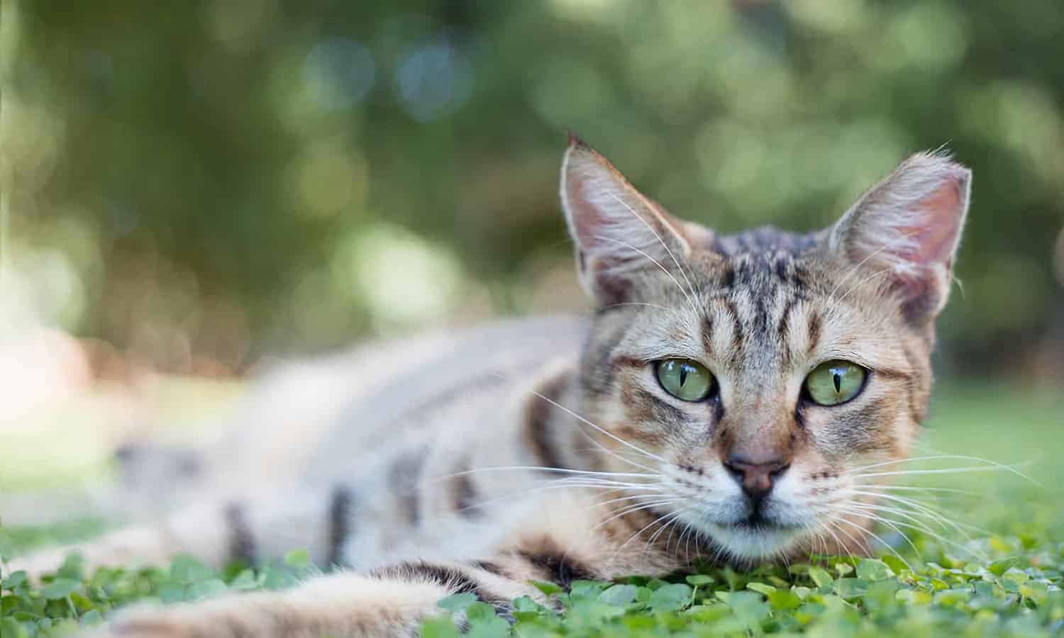 A cat laying on grass