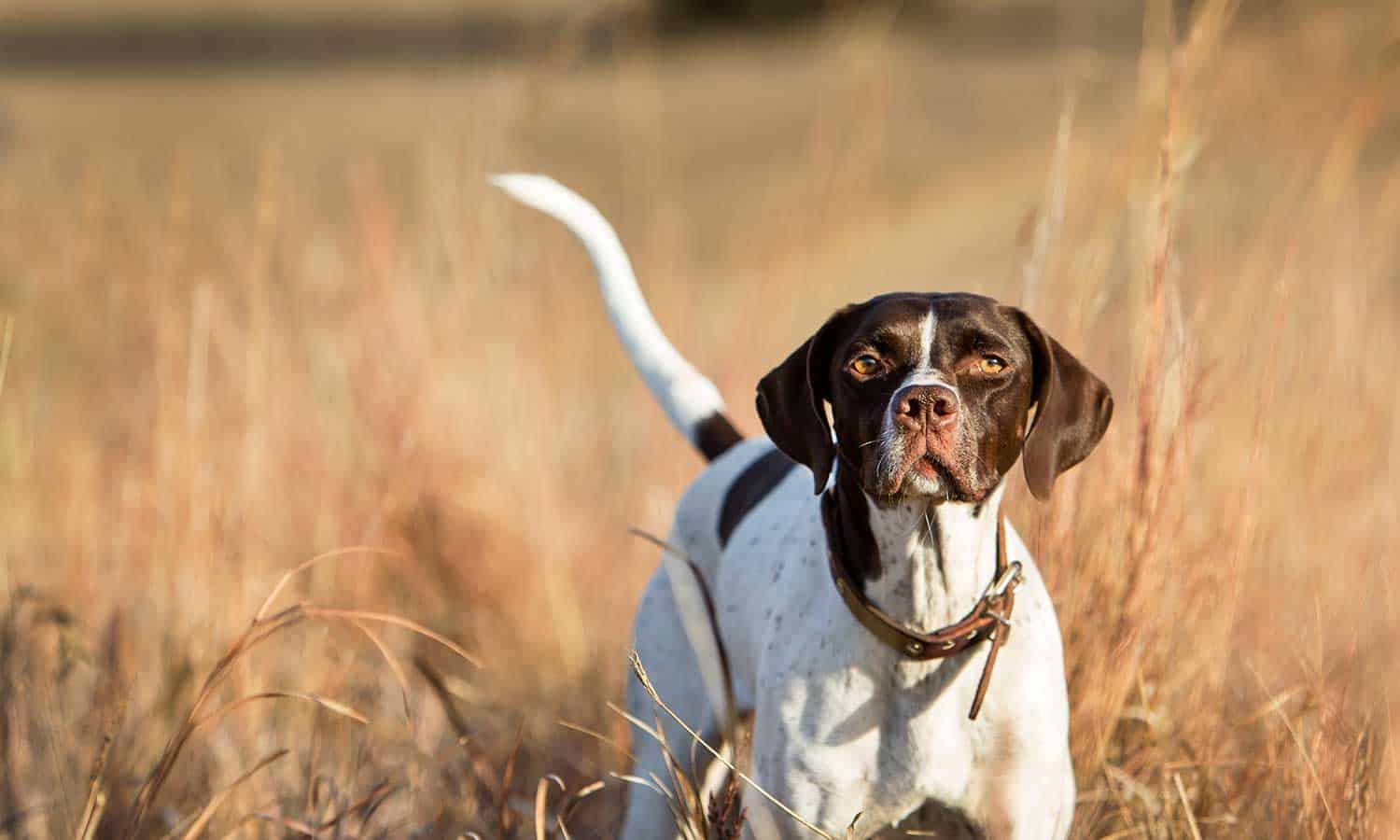 A hunting dog out in a field