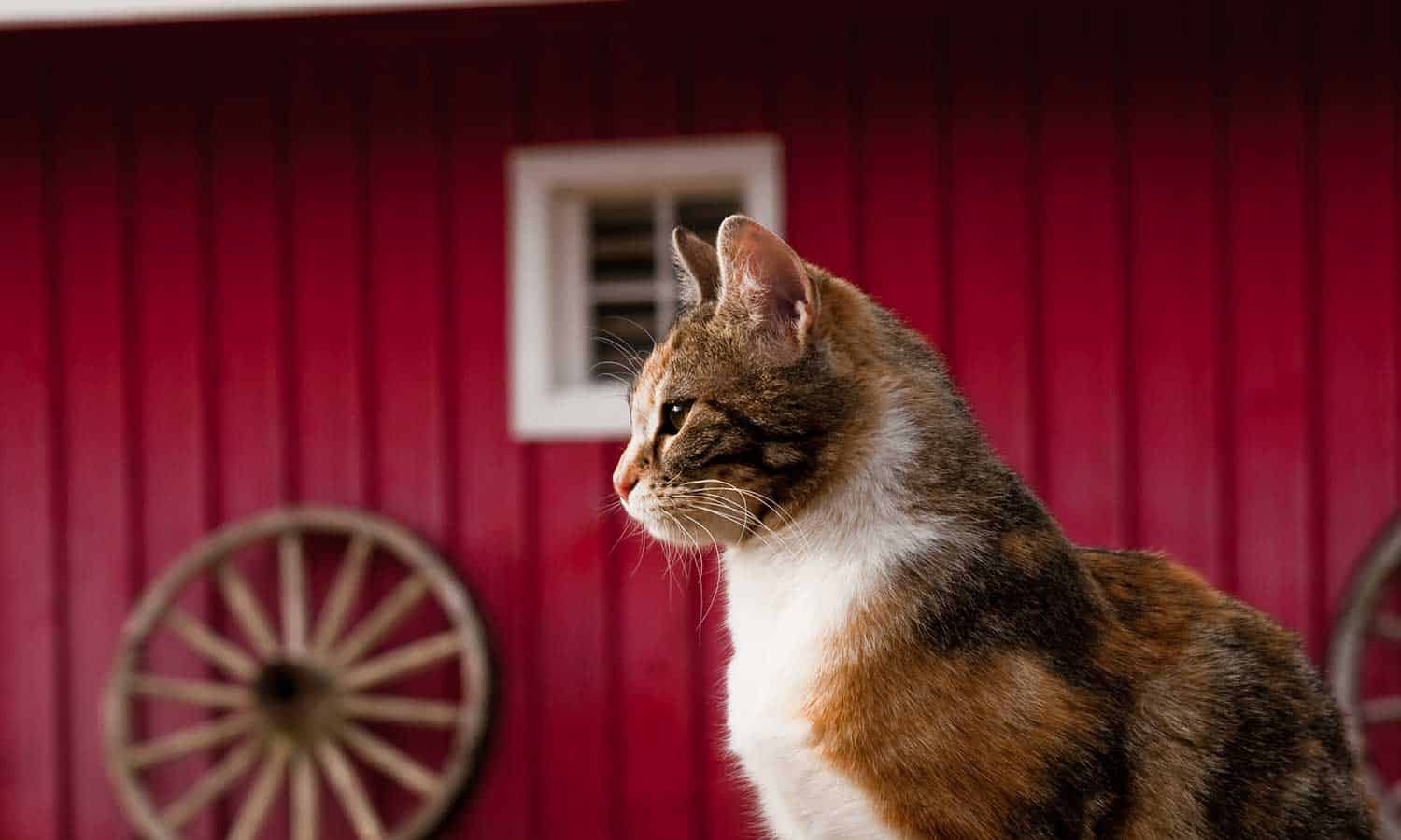 A cat by a barn